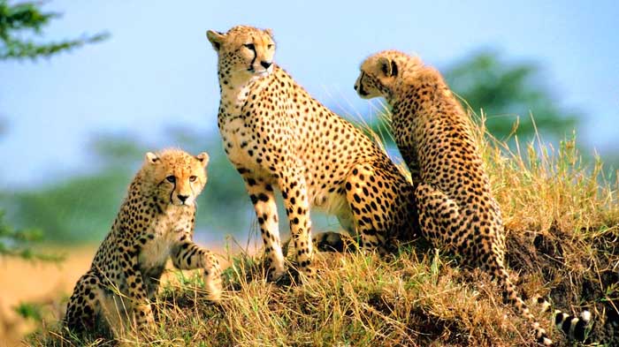 cheetah totem meaning and cheetah symbolism