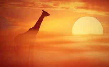 solar animal totem solar animal meaning