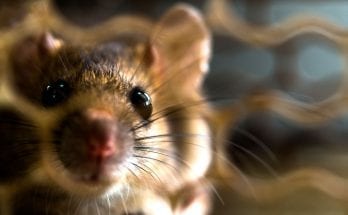 Meaning of Rat