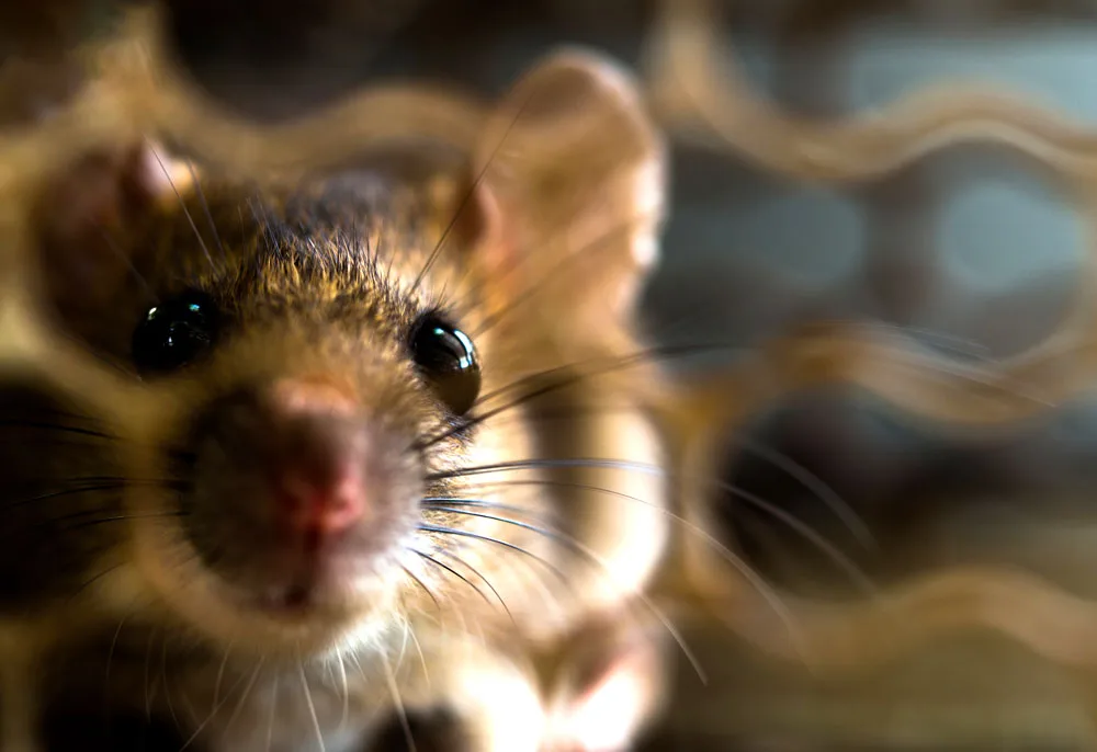 Meaning of Rat Visions