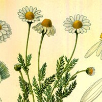 Aromatherapy oil meanings chamomile meaning