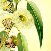 Aromatherapy oil meanings eucalyptus meaning