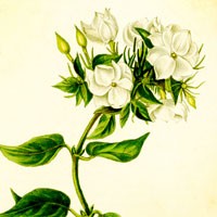 Aromatherapy oil meanings jasmine meaning