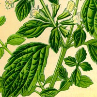 Aromatherapy oil meanings lemon balm meaning