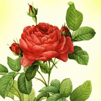 Aromatherapy oil meanings rose meaning