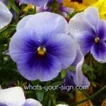 symbolic violet meaning symbolic flower meaning