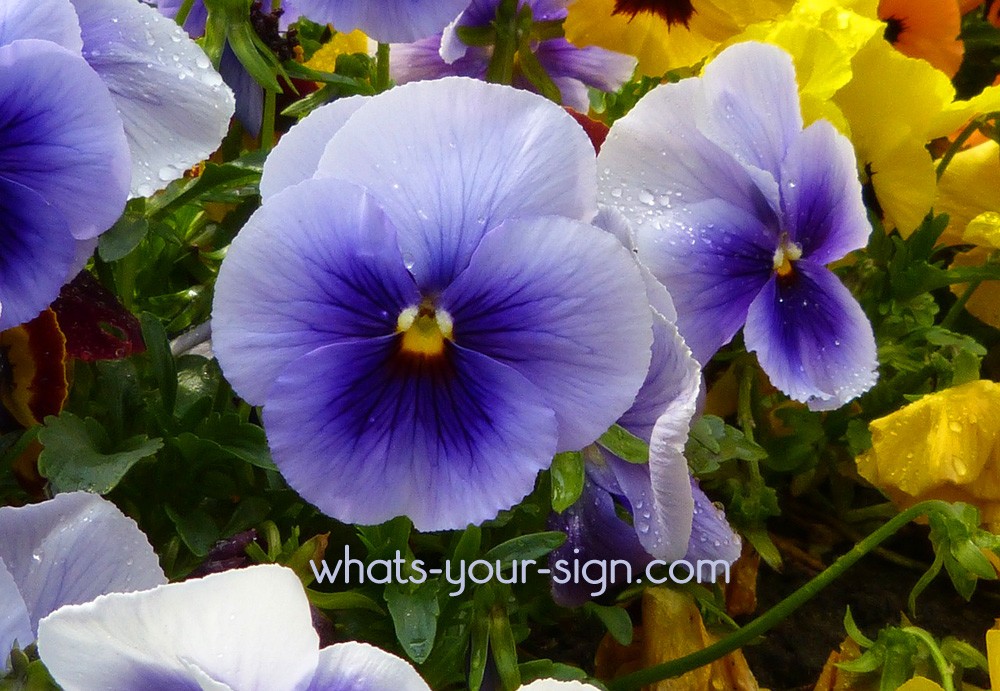 symbolic violet meaning symbolic flower meaning