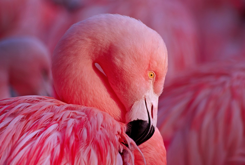 Symbolic Flamingo Facts and Flamingo Totem Meanings