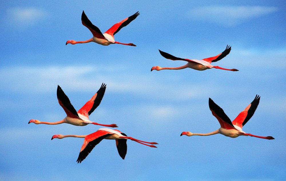 Flamingo Totem Meaning and Flamingo Facts