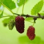 Mulberry Tree Meaning