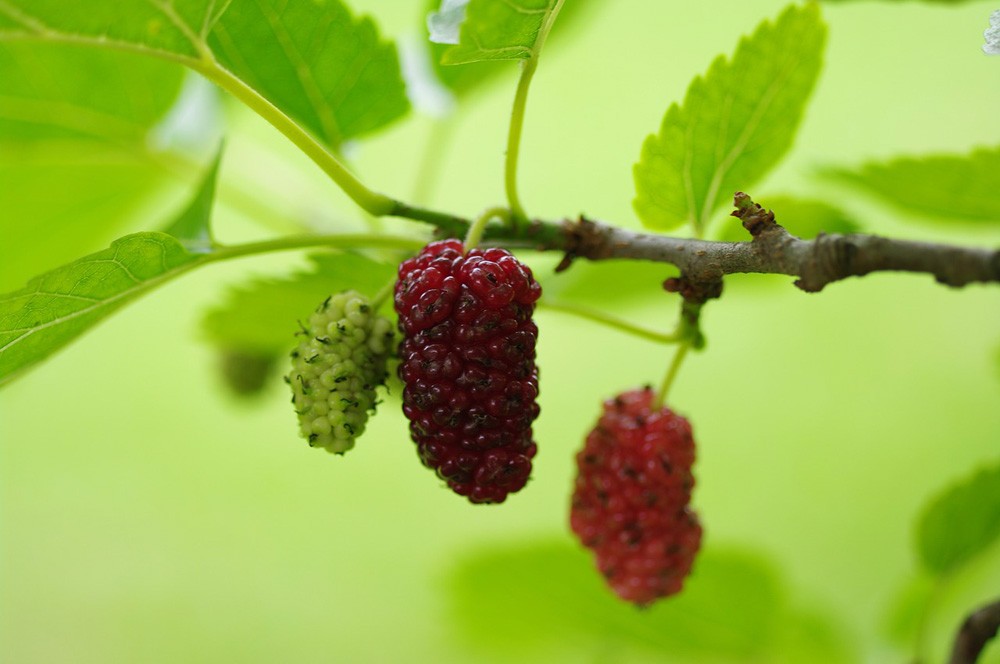 Mulberry Tree Meaning