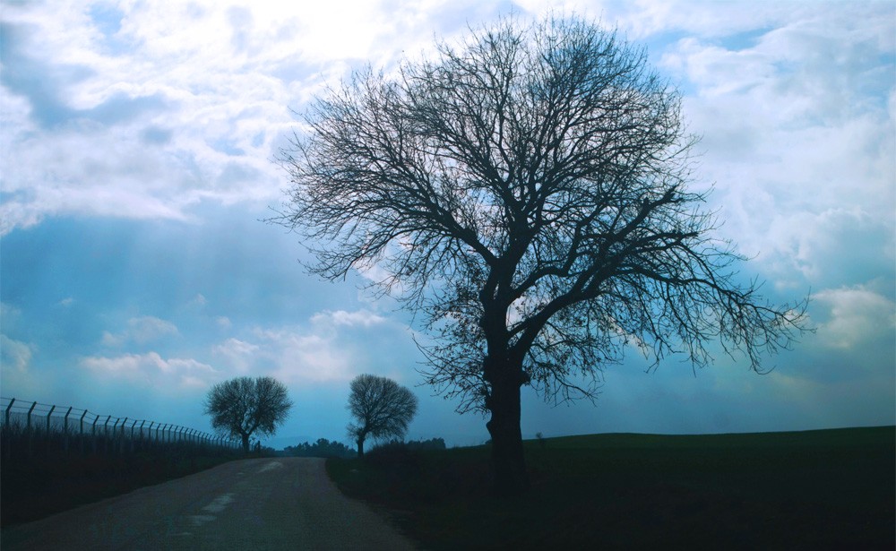 Mulberry Tree Meaning