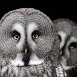 Owl meaning owl death meaning