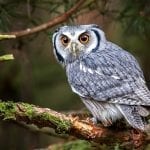 Owl meaning owl death meaning