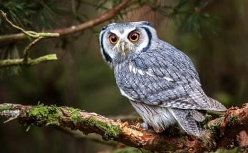 Owl meaning owl death meaning