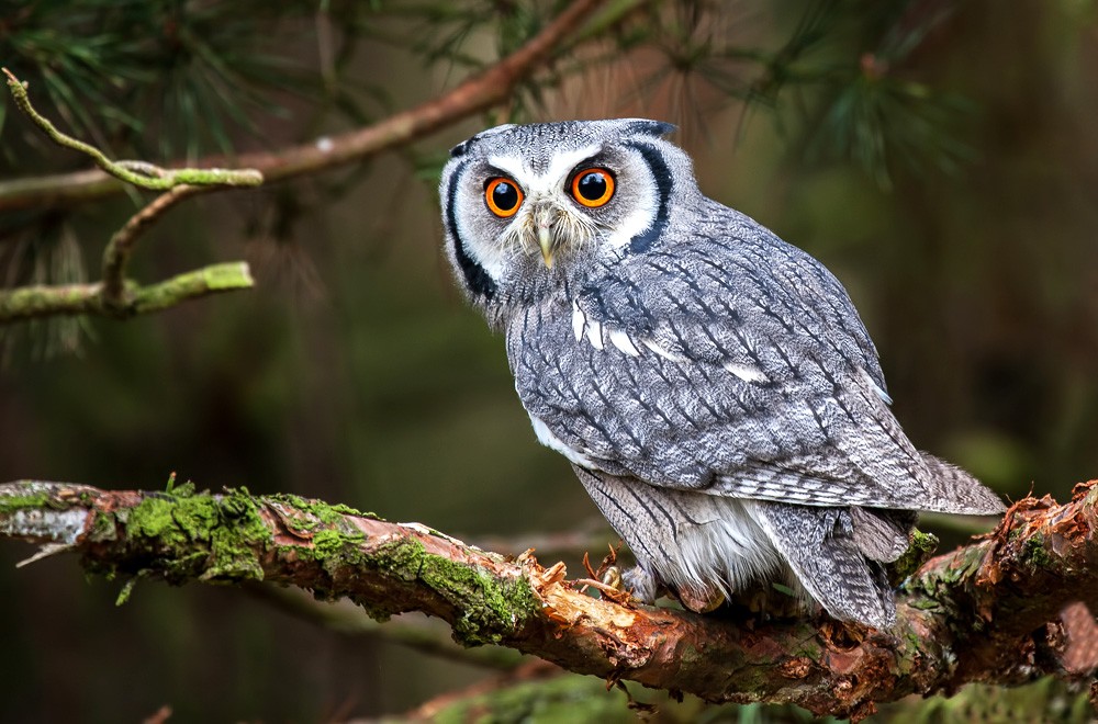 Animal Symbolism Owl