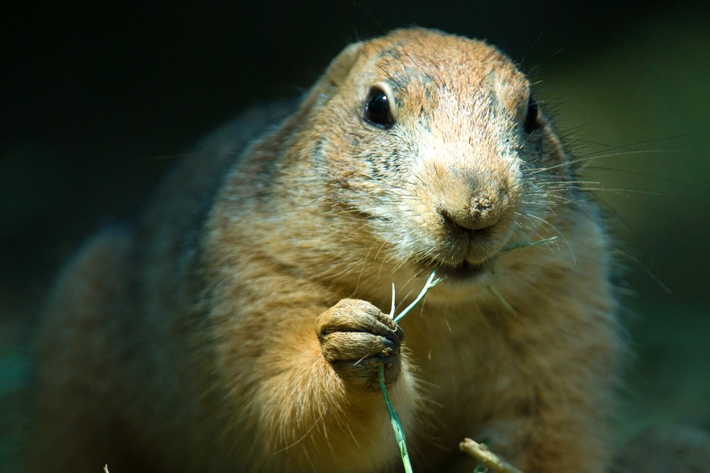 Groundhog Day Meaning and History on 