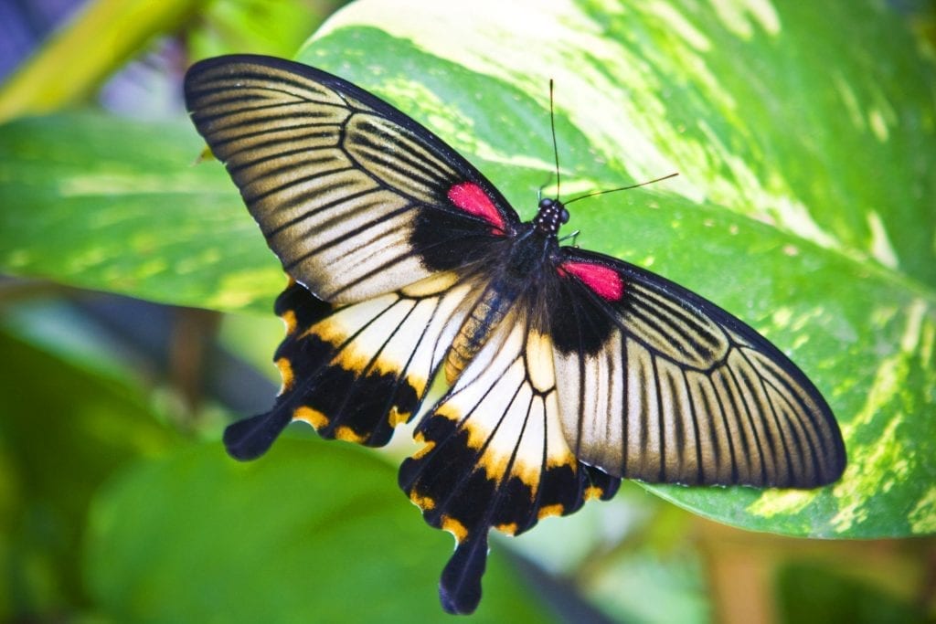 Butterfly Totem Messages