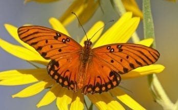 Butterfly Totem Messages