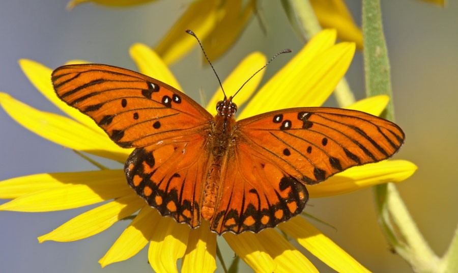 Butterfly Totem Messages