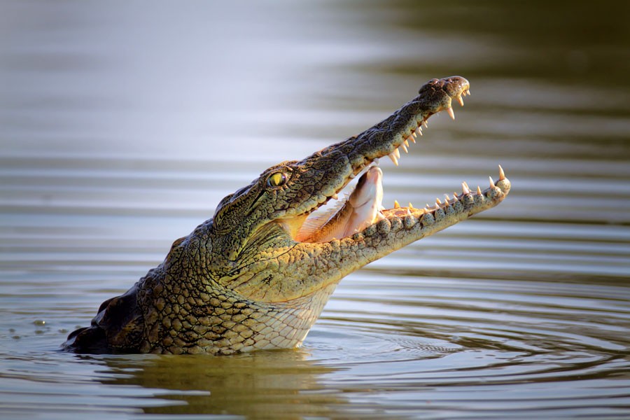 Crocodile Totem Meanings