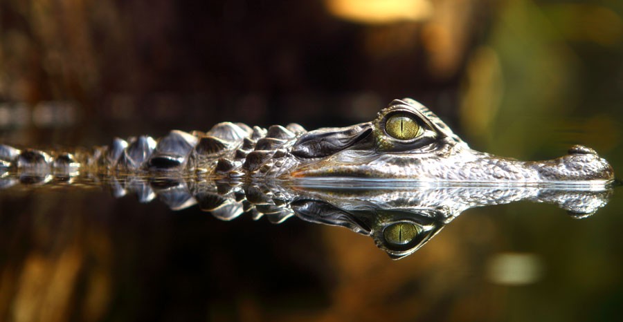Crocodile Totem Meanings and Messages on 