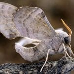 Questions About Moth Meanings