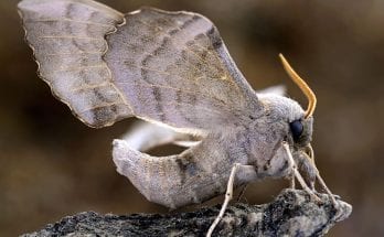 Questions About Moth Meanings