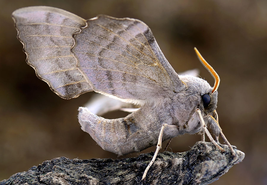 Questions About Moth Meanings
