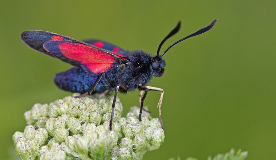 Questions About Moth Meanings