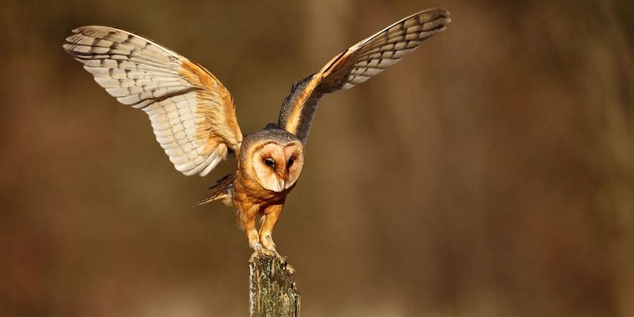 owl visitation meaning