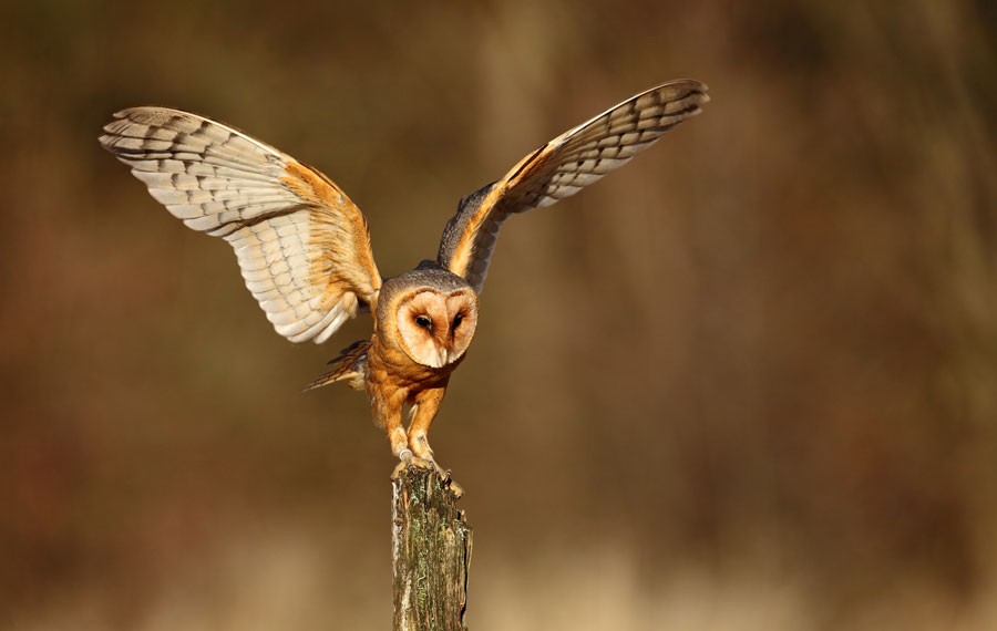 Owl Visitation Meaning