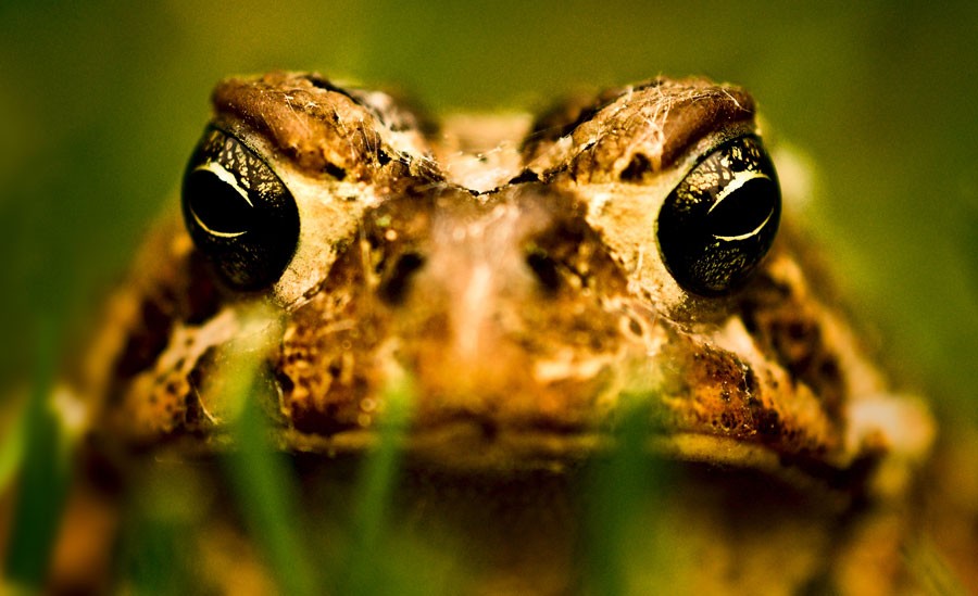 Talking Toad Totem