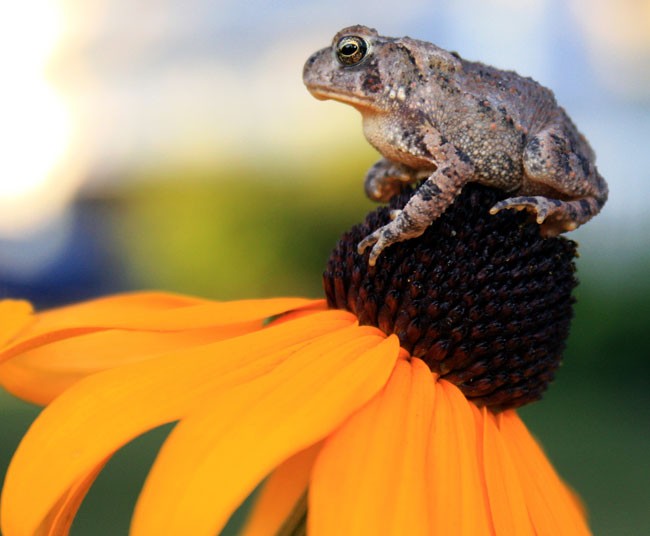 toad totem meaning