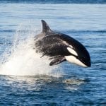 Tlingit orca whale meaning