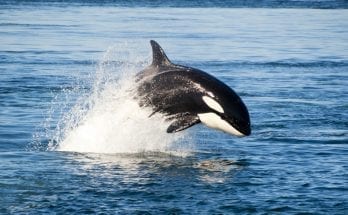Tlingit orca whale meaning