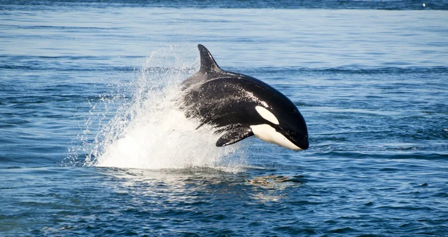 The Tlingit Tale of the Killer Whale