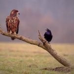 hawk and raven meaning