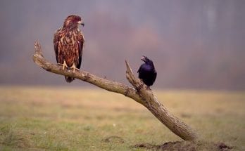 hawk and raven meaning