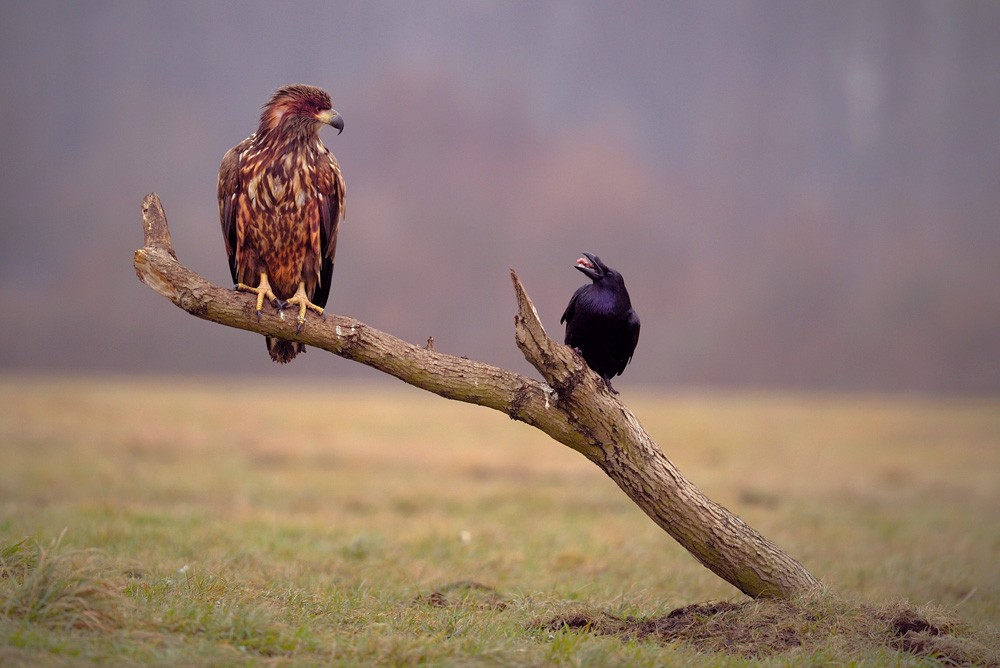 Hawk and Raven Meaning. Conflict or Cooperation?