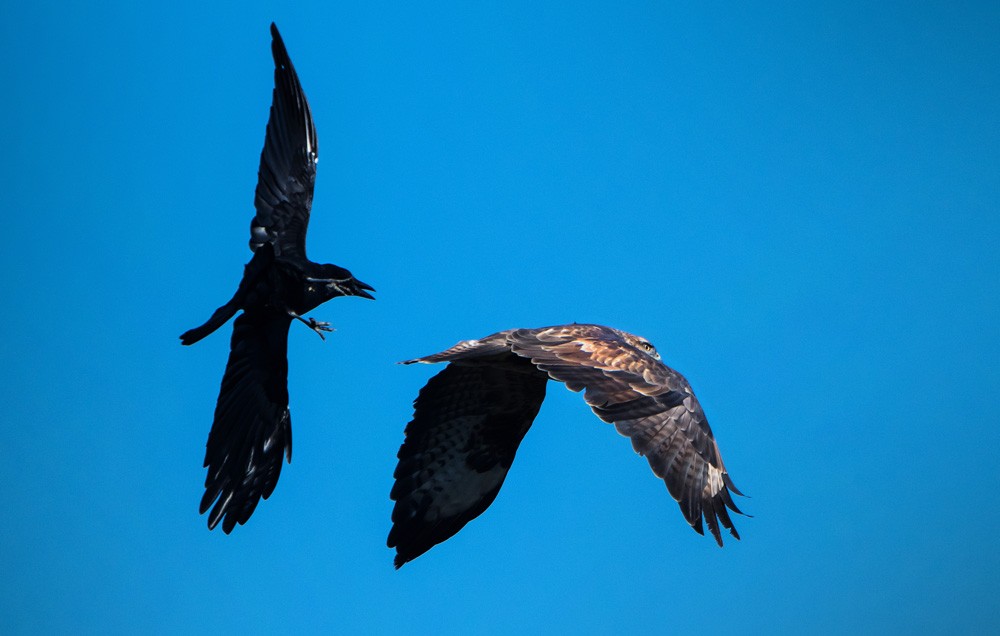 hawk and raven meaning