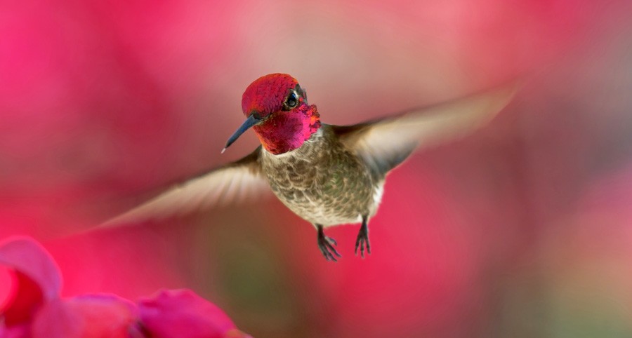 Humdinger Hummingbird Totem Messages