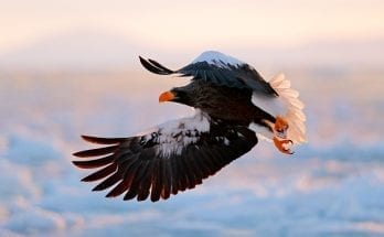 symbolic bird meaning