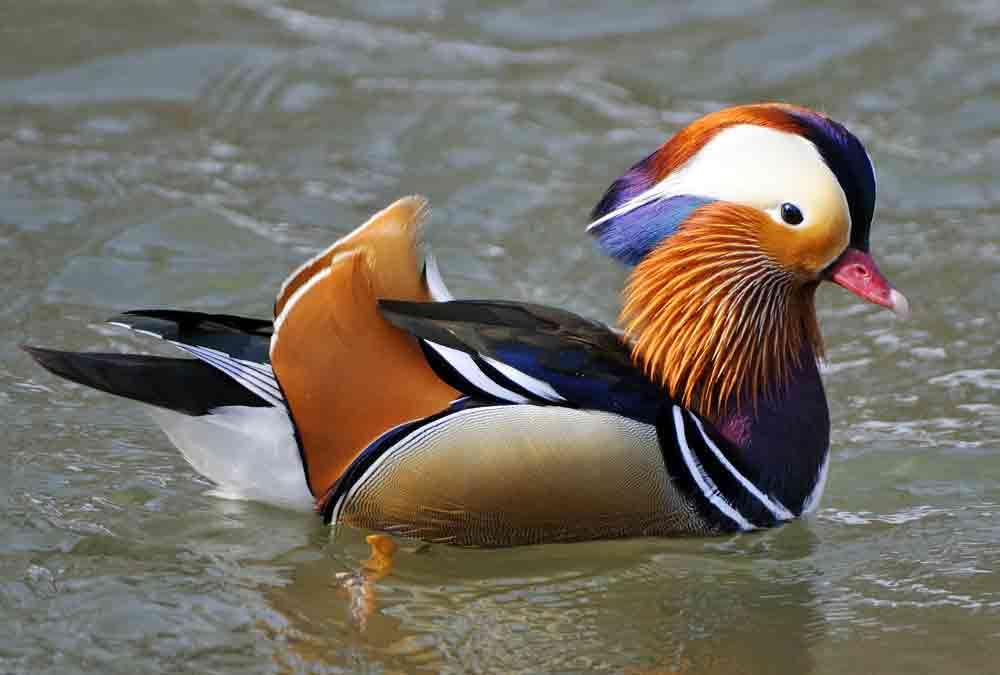 symbolic duck meaning