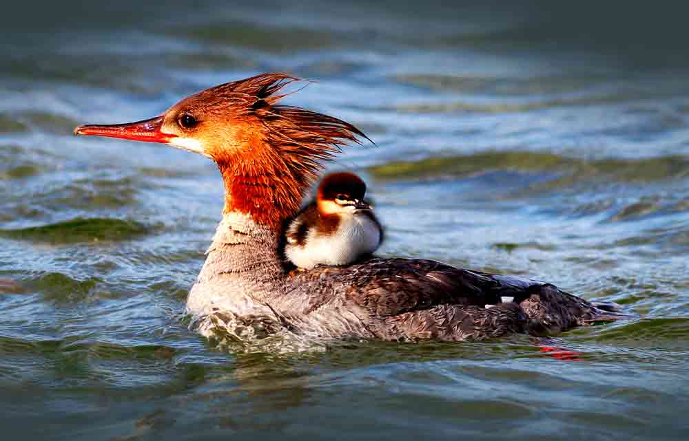 symbolic duck meaning