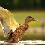 symbolic duck meaning