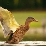 symbolic duck meaning