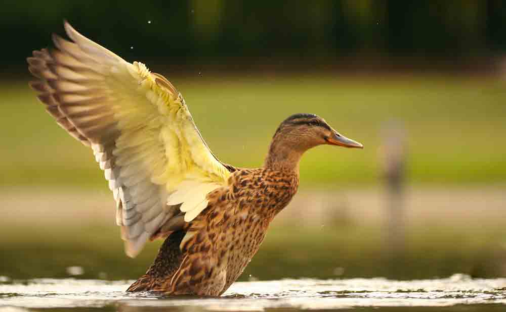 symbolic duck meaning