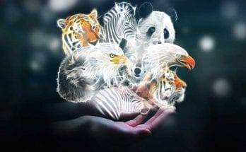 knowing your animal totem