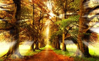 EcoIntuition Meaning